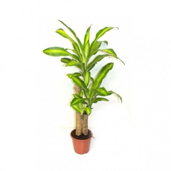 PAU DAGUA ARV. 3 TRONCOS (1,20M)