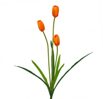 BF5125LJ TULIPA X3 58 CM PREMIUM