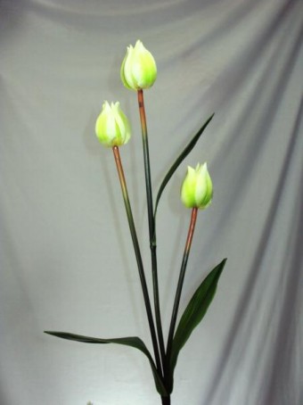 Galho de tulipa