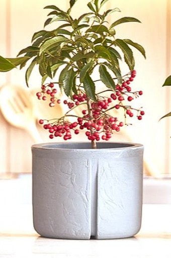 6797 VASO KARAJA 24 CINZA CLARO