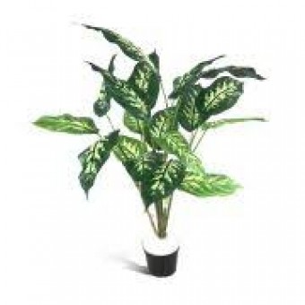 COMIGO NINGUEM PODE ARBUSTO ( 60CM)