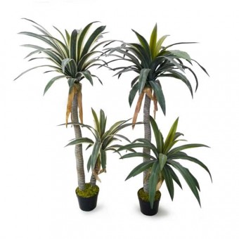 DRACENA 2 TRONCOS (1,40M)-VARIEGATA