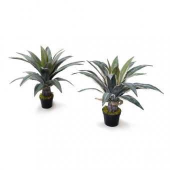 BABOSA (60CM) - VARIEGATA