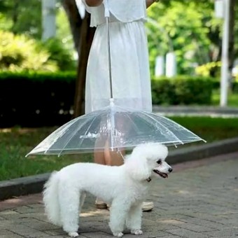 Pet guarda chuvas
