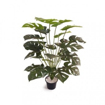 COSTELA DE ADAO ARBUSTO ( 60CM)