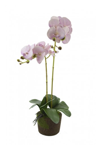 12722 ARR.S/B.ORQ.PHALAENOPSIS 3D TR CK0003-37BR 1 11323 1 VM M2/3 58CM CX.C
